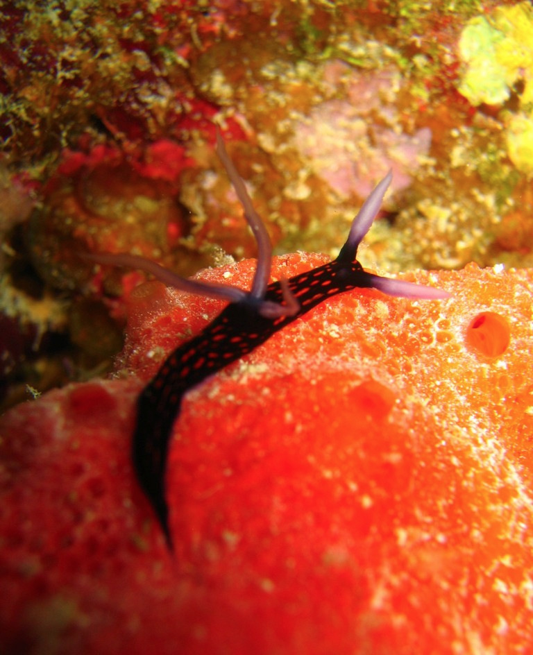  Roboastra gracilis (Sea Slug)